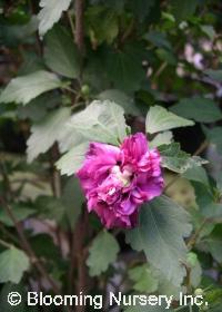 Hibiscus syriacus 'Collie Mullens'